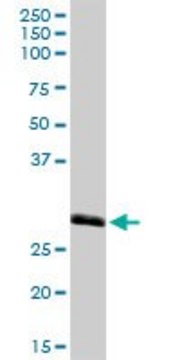 Anti-MED27 antibody produced in rabbit