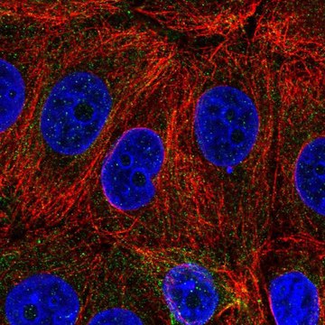 Anti-C6orf47 antibody produced in rabbit