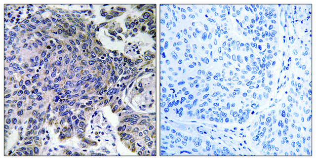 Anti-MRPL54 antibody produced in rabbit