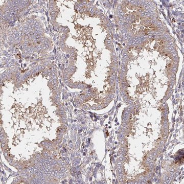 Anti-IDUA antibody produced in rabbit