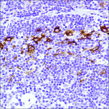 Anti-CD169 antibody, Rabbit monoclonal