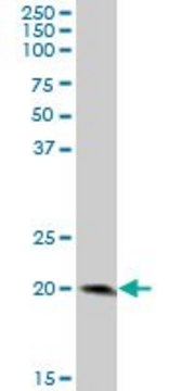Anti-LY96 antibody produced in mouse
