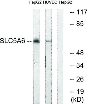 Anti-SLC5A6 antibody produced in rabbit