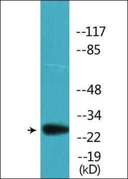 Anti-phospho-BCL2 (pSer??) antibody produced in