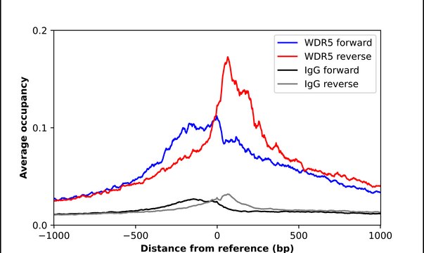 Anti-WDR5 antibody produced in rabbit
