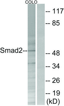 Anti-SMAD2 antibody produced in rabbit
