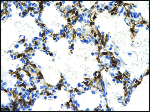 Anti-NMI antibody produced in rabbit