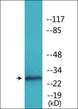 Anti-phospho-RFA2 (pSer³³) antibody produced in