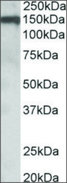 Anti-OMG antibody produced in goat