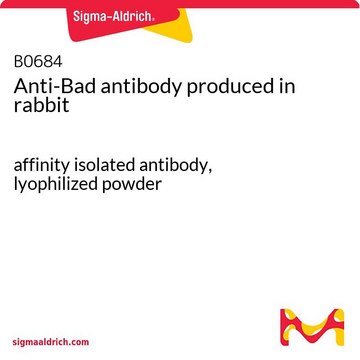 Anti-Bad antibody produced in rabbit