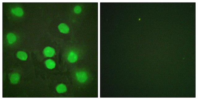 Anti-GATA4 antibody produced in rabbit