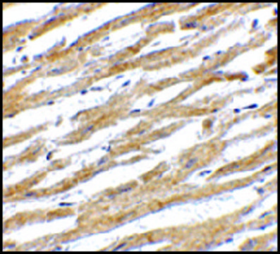 Anti-PDL-1 antibody produced in rabbit