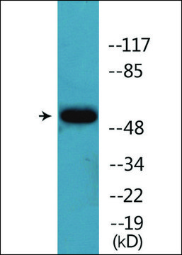 Anti-phospho-Akt (pSer¹²?) antibody produced in