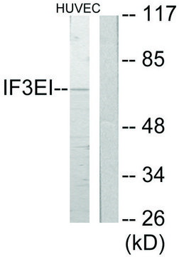 Anti-IF3EI antibody produced in rabbit