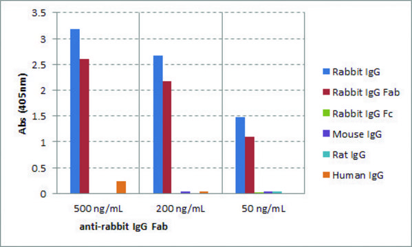 Anti-Rabbit IgG Fab-Biotin antibody, Goat