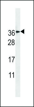 ANTI-TM4SF1(N-TERMINAL) antibody produced in rabbit