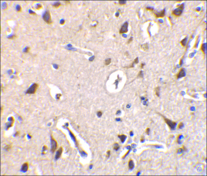 Anti-ILPIP antibody produced in rabbit