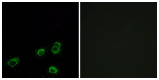 Anti-OR52A1 antibody produced in rabbit