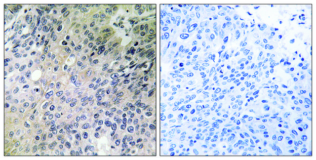 Anti-SHC3 antibody produced in rabbit