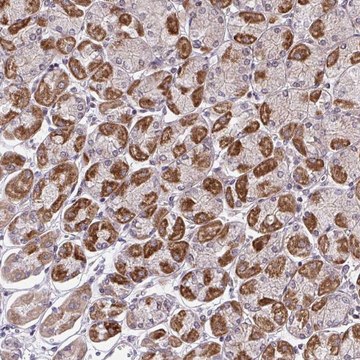 Anti-ERI1 antibody produced in rabbit