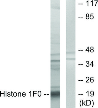 Anti-Histone 1F0 antibody produced in