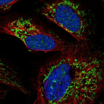 Anti-RIMS3 antibody produced in rabbit