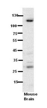Anti-N6AMT1, (N-terminal) antibody produced in