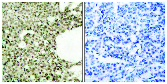 Anti-phospho-STAT1 (pSer?²?) antibody produced in