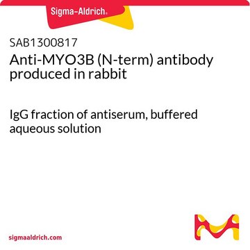 Anti-MYO3B (N-term) antibody produced in