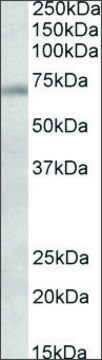 Anti-Dbf4 antibody produced in goat