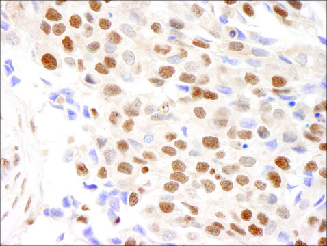 Rabbit anti-RPA32 Antibody, Affinity Purified