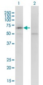 Monoclonal Anti-KCNQ5 antibody produced in