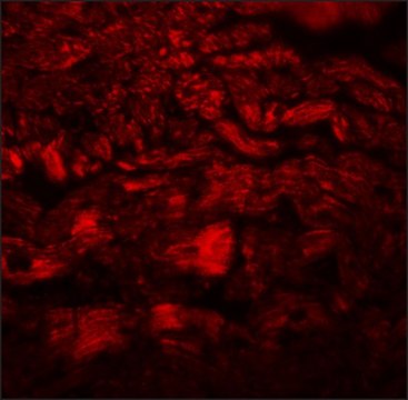 Anti-PPAPDC3 antibody produced in rabbit