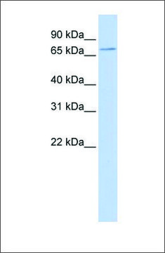 Anti-SLC5A5 antibody produced in rabbit