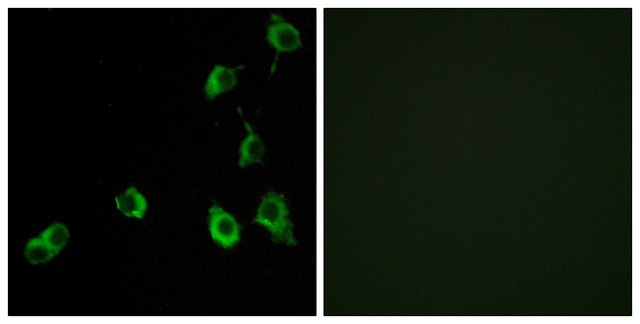 Anti-OR5B12 antibody produced in rabbit