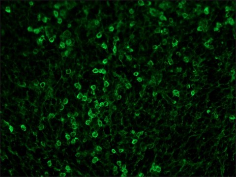 ?-myo-Inositol 1,3,4,5-tetrakis(phosphate) ammonium salt