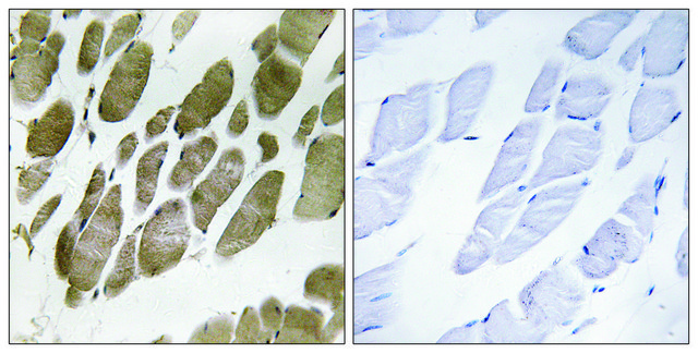 Anti-NMU antibody produced in rabbit