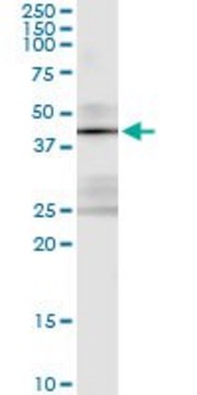 Monoclonal Anti-STK19 antibody produced in
