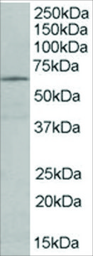 Anti-EHD2 antibody produced in goat