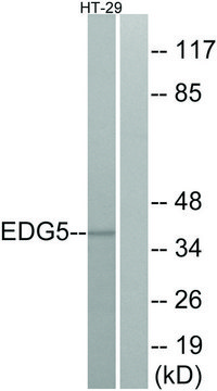 Anti-EDG5 antibody produced in rabbit