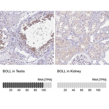 Anti-BOLL antibody produced in rabbit
