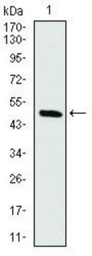 Monoclonal Anti-RAF1 antibody produced in
