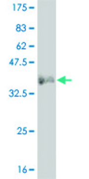 ANTI-LMO2 antibody produced in mouse