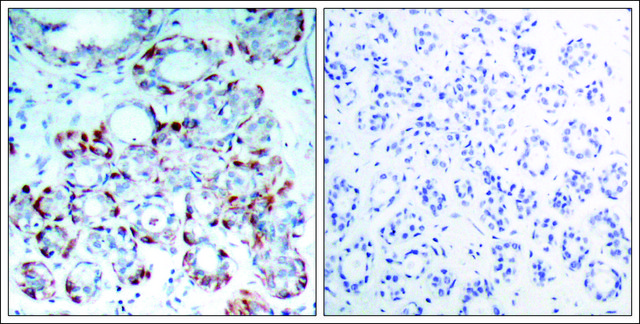 Anti-phospho-BCL2L11 (pSer??) antibody produced in