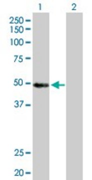 Anti-MYST1 antibody produced in rabbit