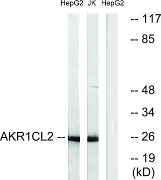 Anti-AKR1CL2 antibody produced in rabbit