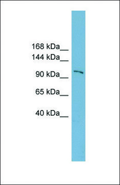 Anti-FTSJD1 antibody produced in rabbit