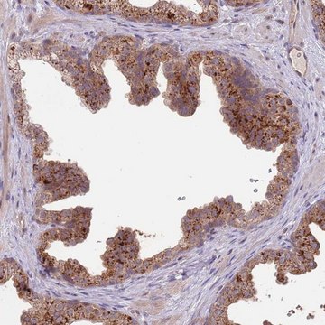 Anti-PRR16 antibody produced in rabbit