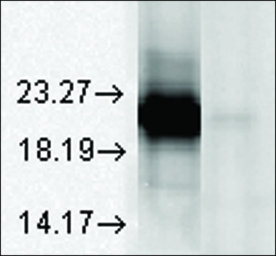 Monoclonal Anti-CRYAA antibody produced in