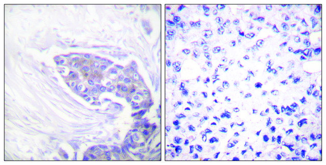 Anti-TRXR2 antibody produced in rabbit